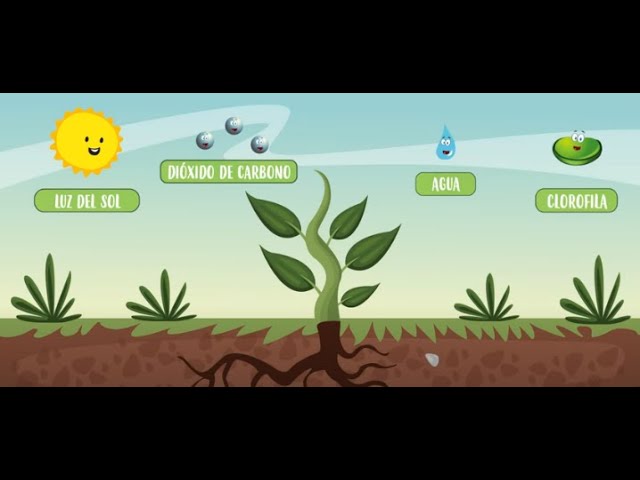 de que se alimentan las plantas