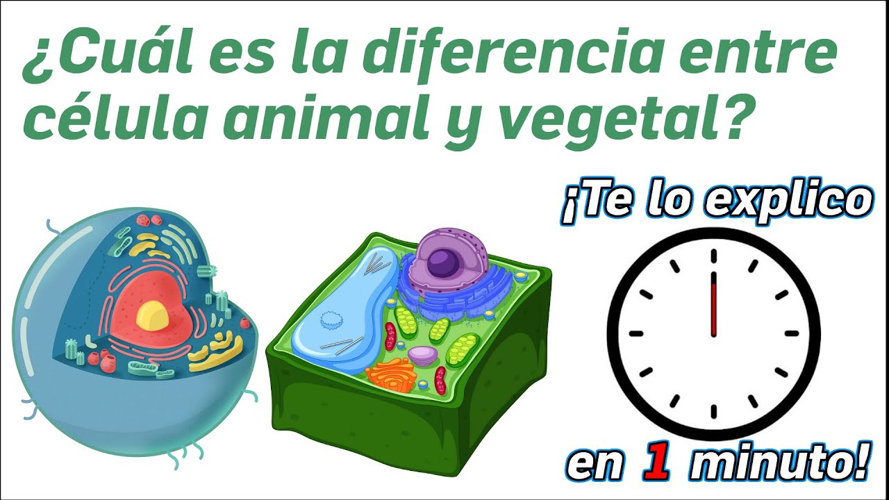 diferencias de celulas vegetales y animales