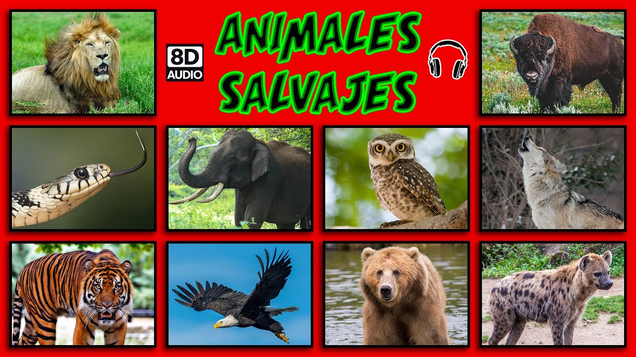 el sonido de los animales salvajes