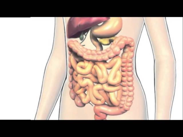 aparatos que intervienen en la nutrición