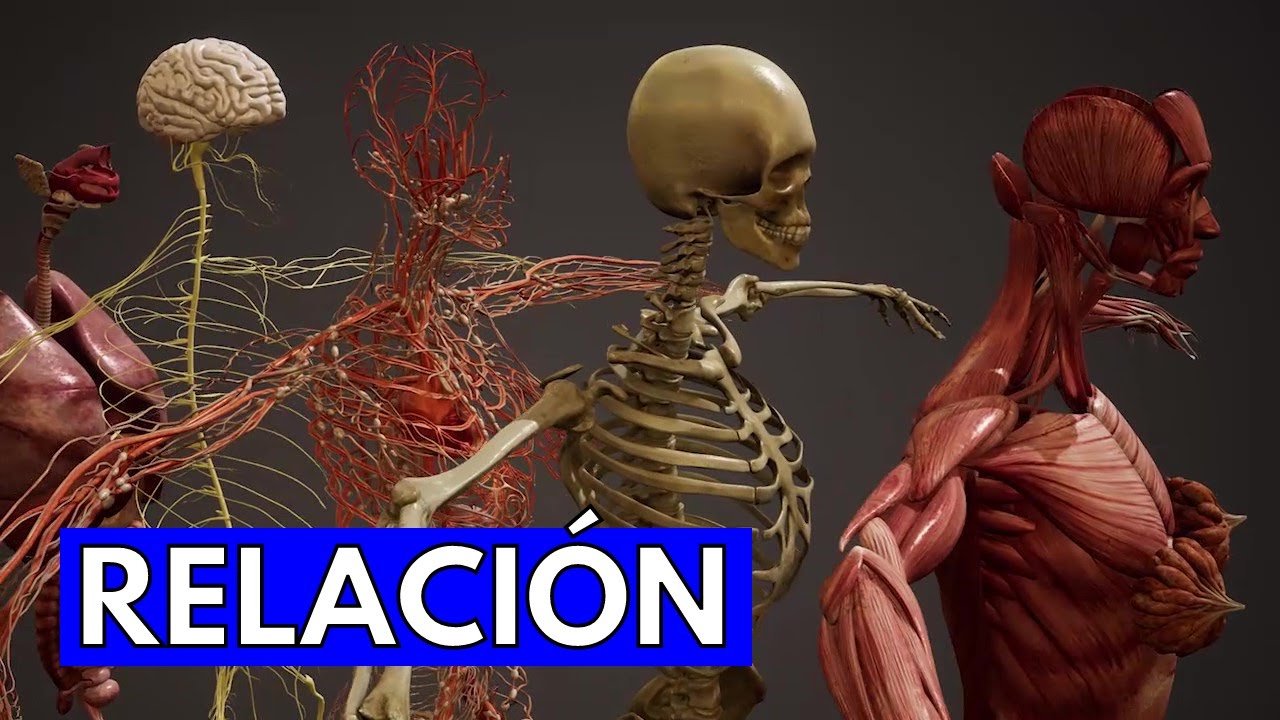 funcion de relacion de los seres vivos