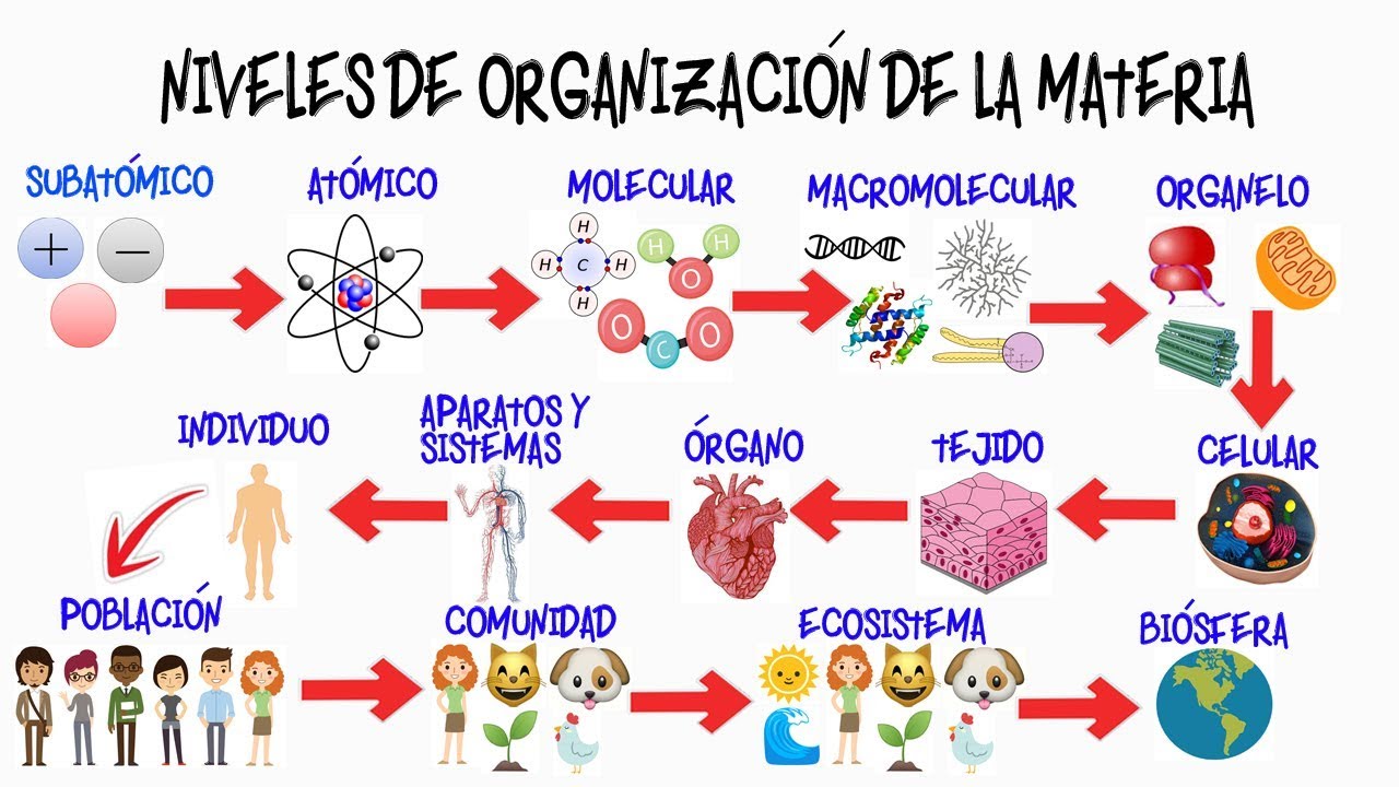nivells d'organització de la matèria viva