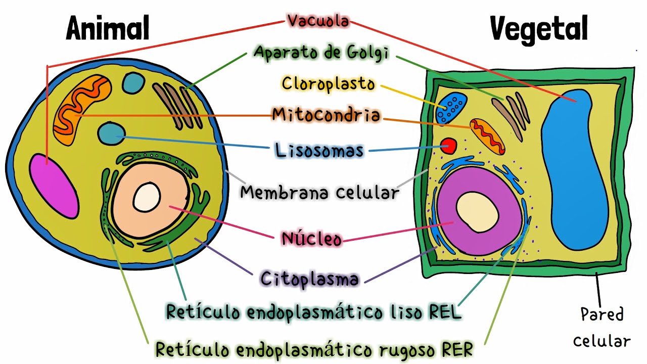 celula animal y vegetal con sus partes