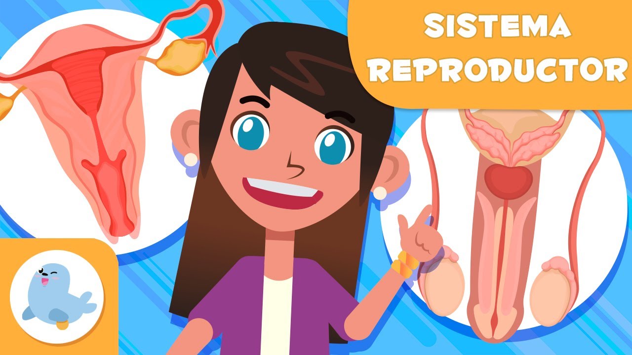 ficha aparato reproductor masculino y femenino