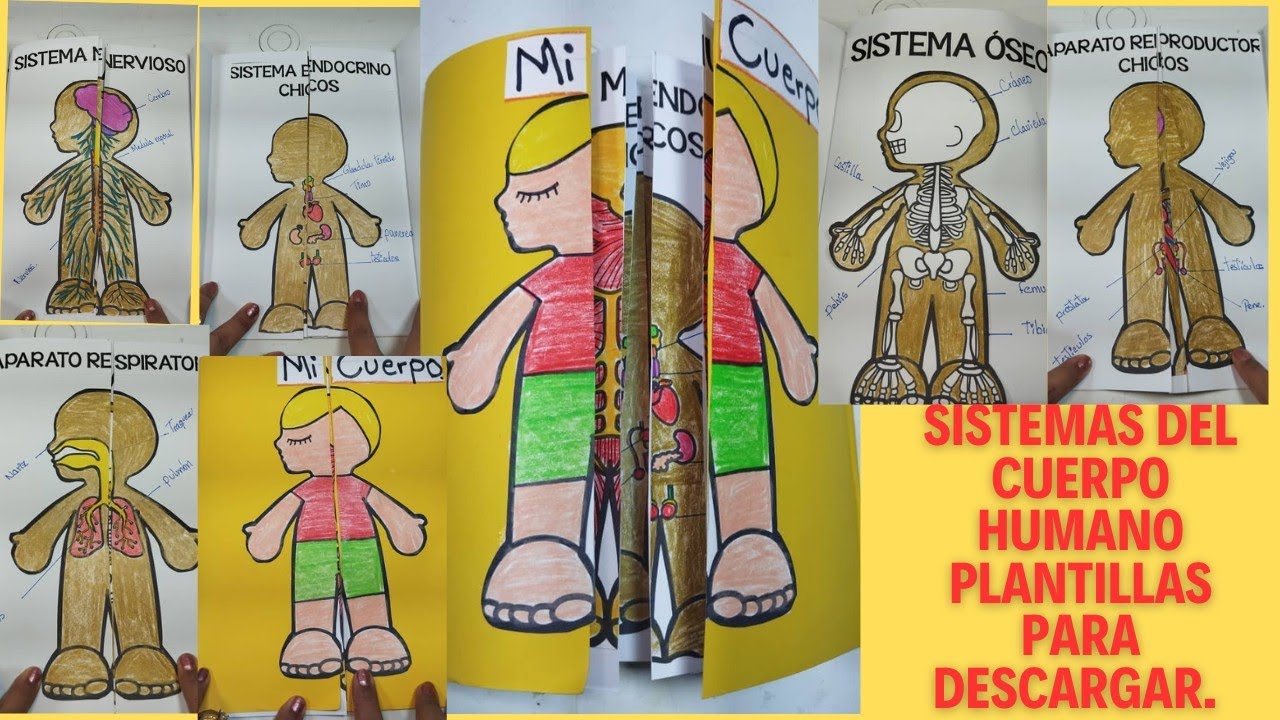 fichas cuerpo humano primaria para imprimir