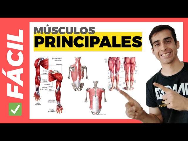 músculos del cuerpo humano imágenes para imprimir