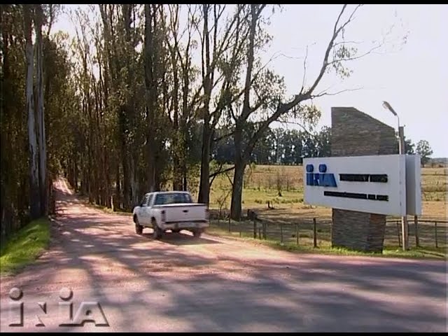 treinta y tres en ingles