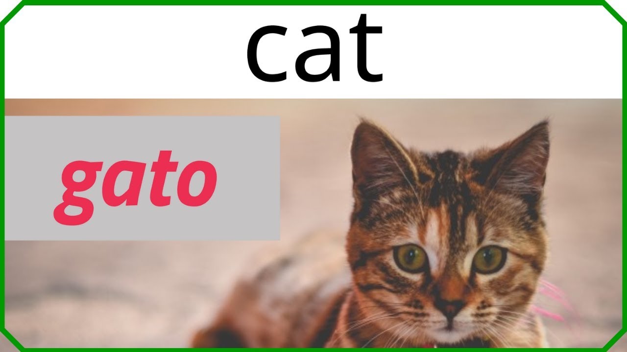 10 animales en ingles y español