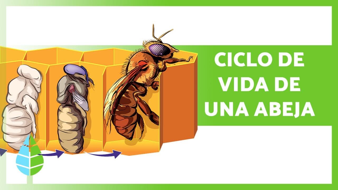 ciclo de vida de las abejas