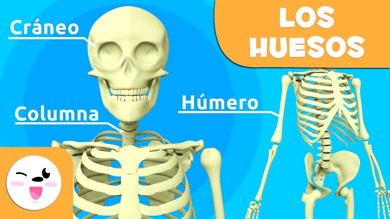 fotos del esqueleto humano con sus nombres