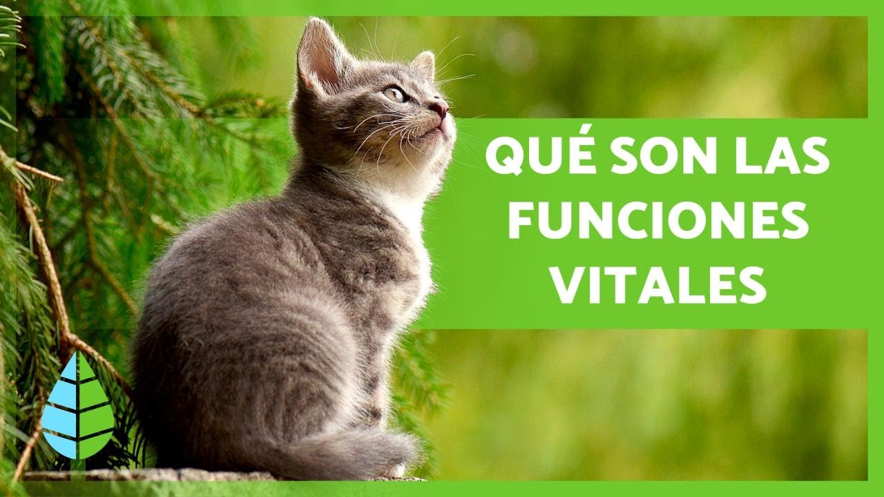 funciones vitales de los seres vivos 3 primaria