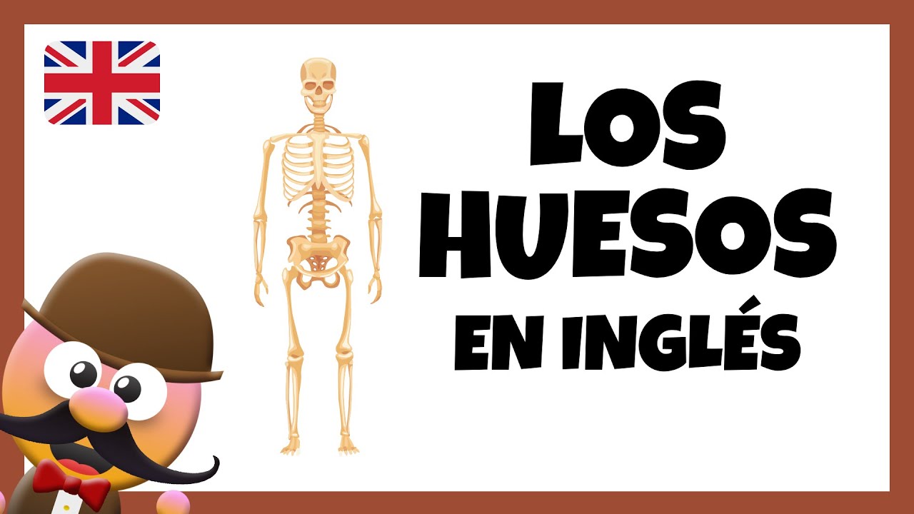 huesos del cuerpo humano en ingles