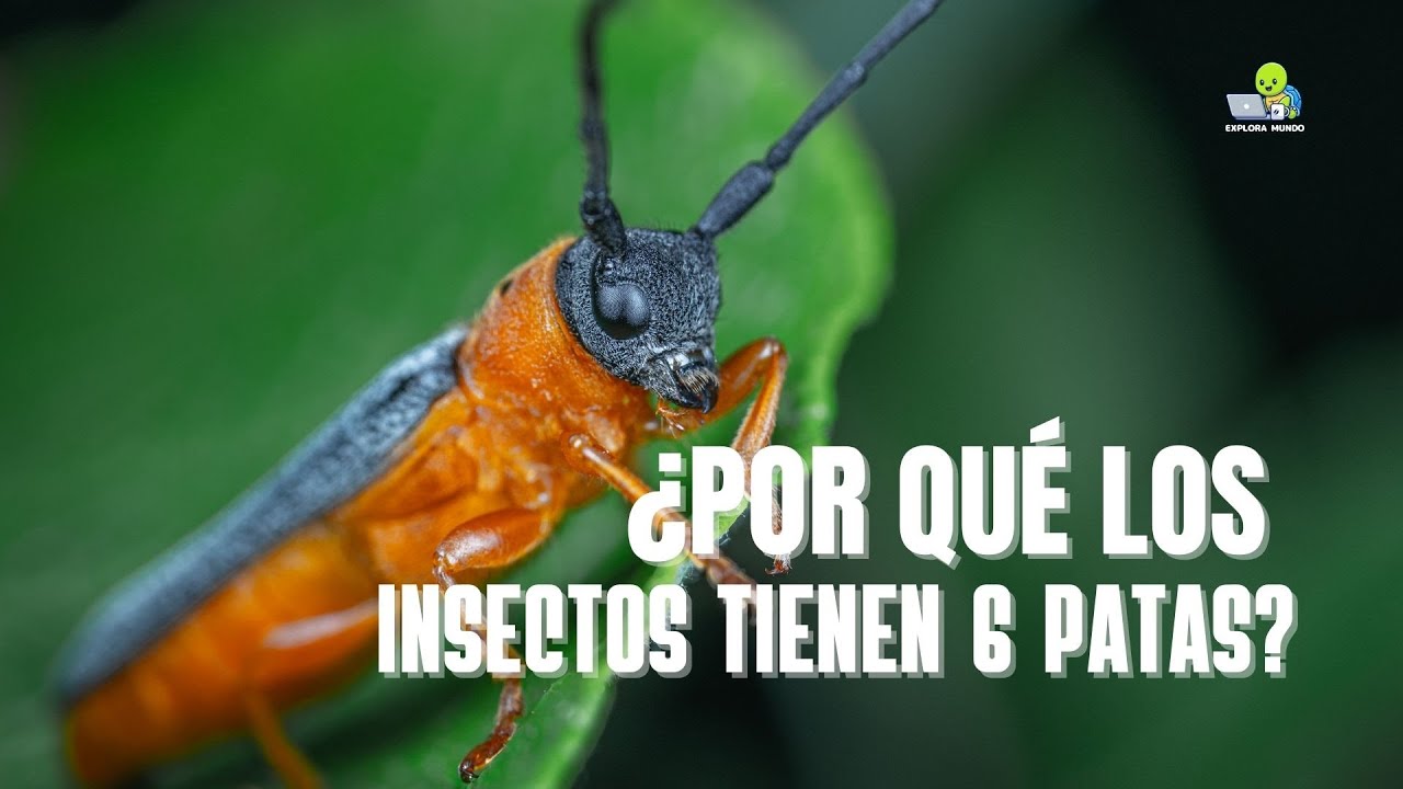 insectos de 6 patas y 2 antenas