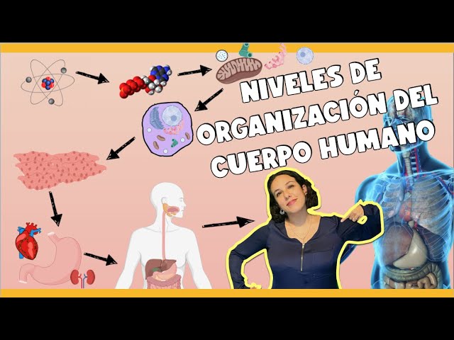 nivel de organización del cuerpo humano