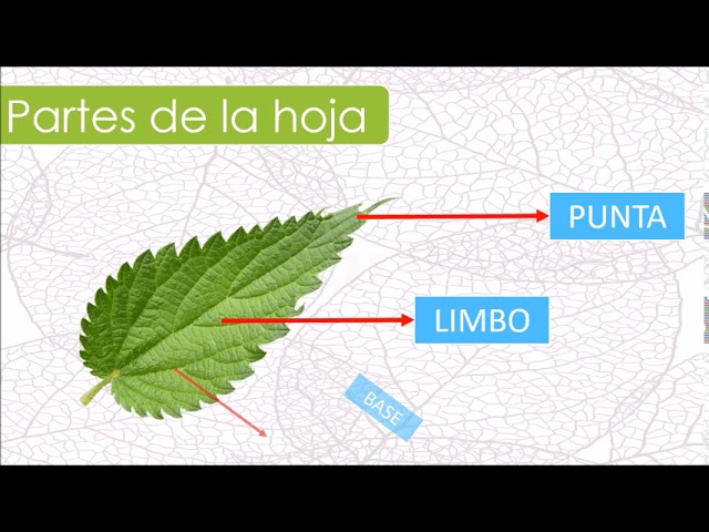 partes de la hoja de las plantas