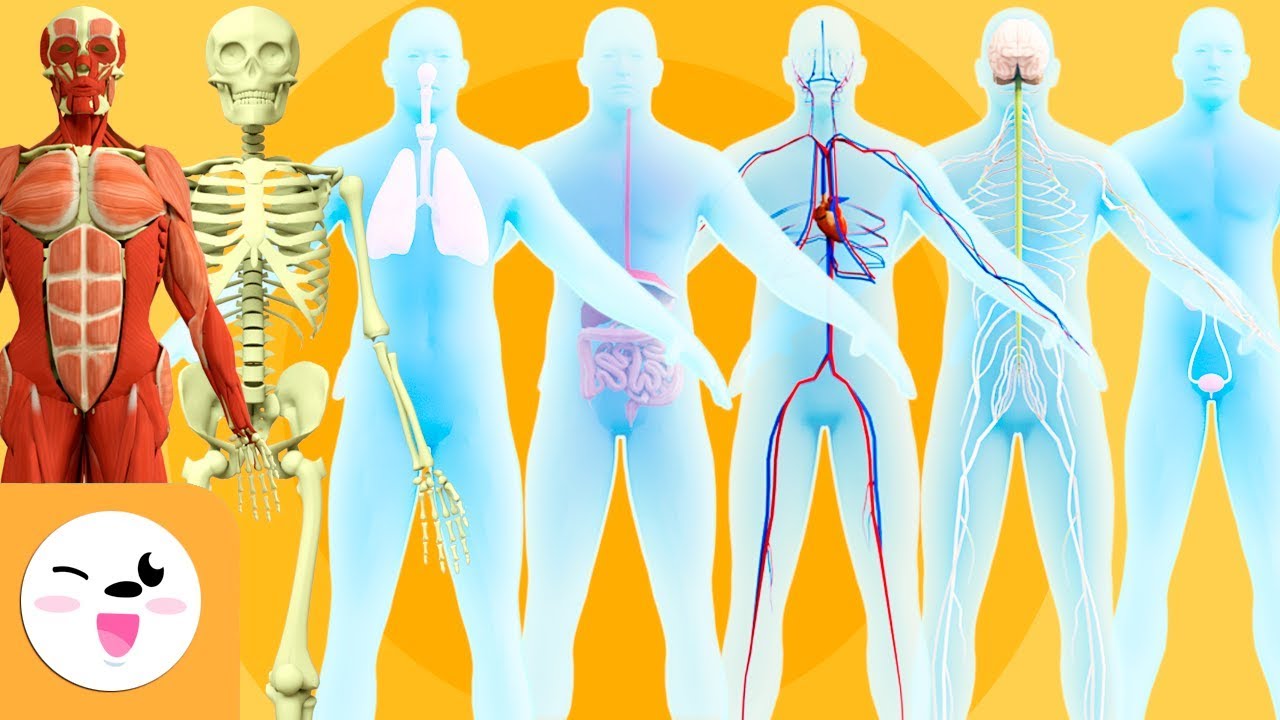 partes do corpo humano en galego
