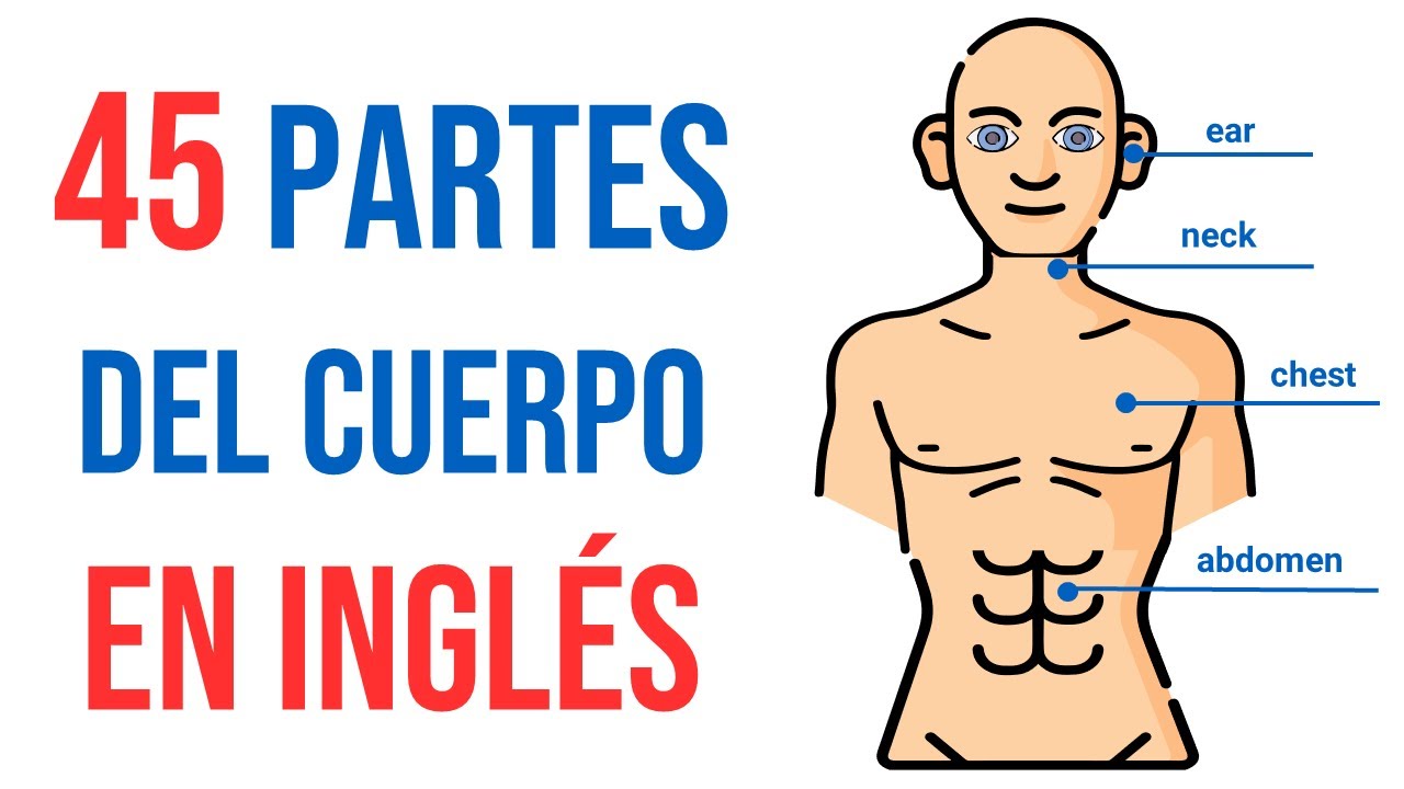 el cuerpo humano en ingles y español y su pronunciacion