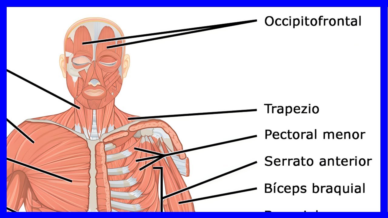 foto de los musculos del cuerpo humano