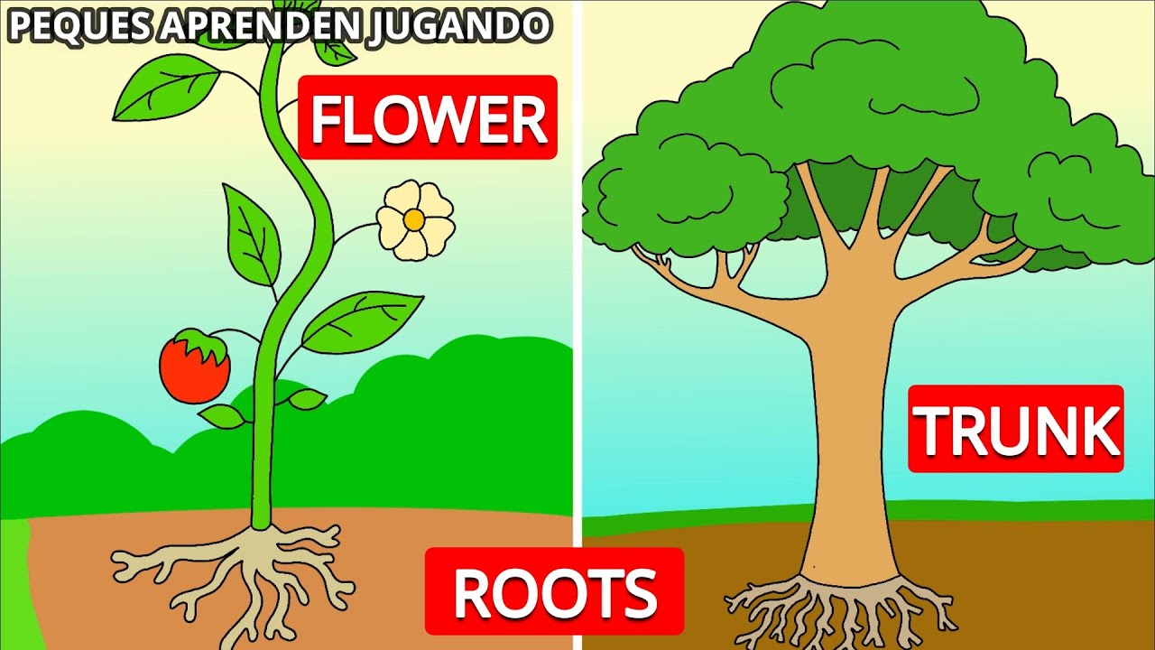 partes de un arbol en ingles