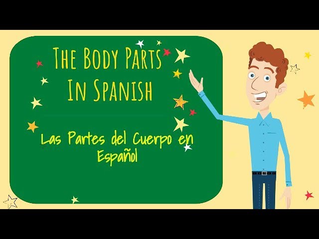 body parts en español y ingles