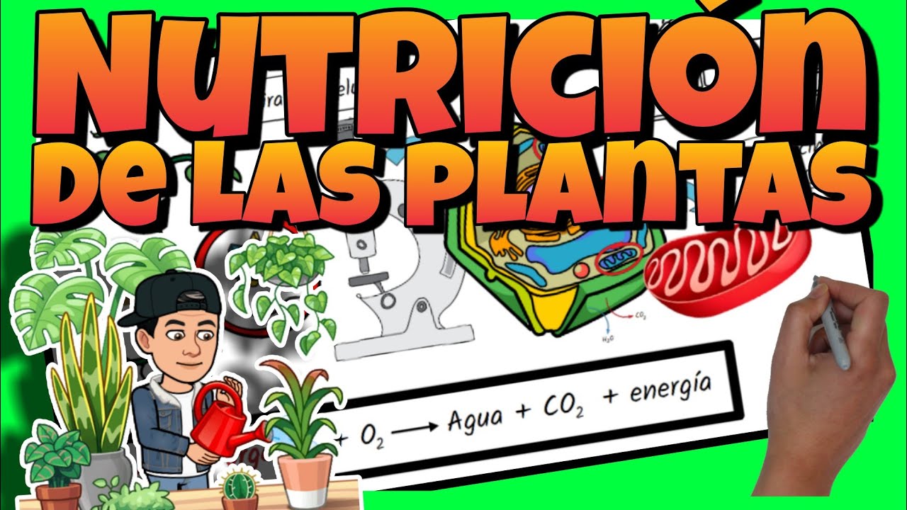 esquema de la nutricion de las plantas