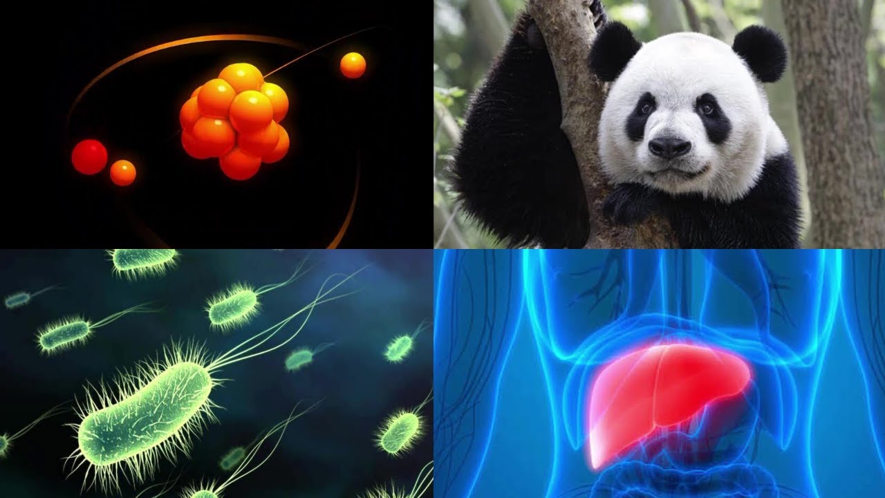 niveles de la organizacion de la vida