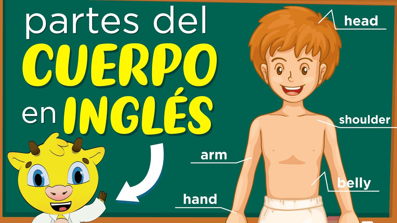 nombres del cuerpo humano en ingles